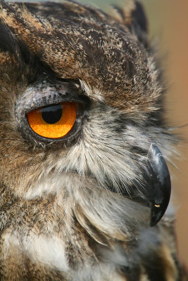 Mr Owl.jpg