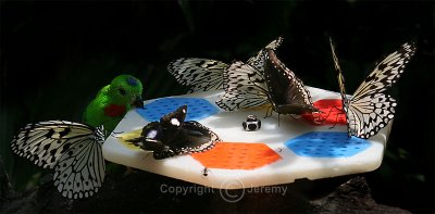 Butterflies & A Parrot (Sep 06)