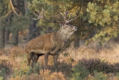 Red Deer - Edelhert