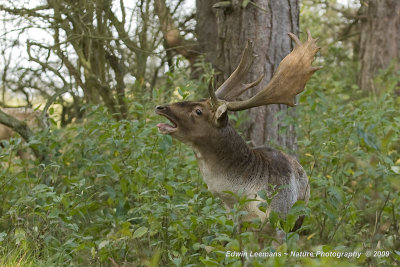 Fallow Deer - Damhert