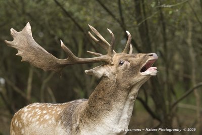 Fallow Deer - Damhert