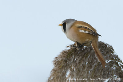 Bearded Tit - Baardman