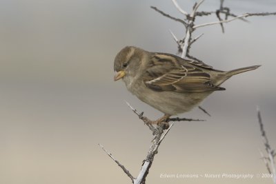 House Sparrow - Huismus
