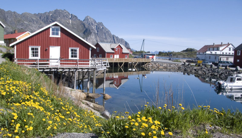 Henningsvaer and dandylions
