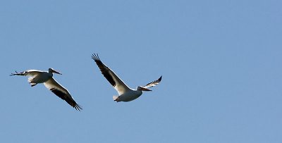 White Pelicans 5