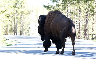 Road Block