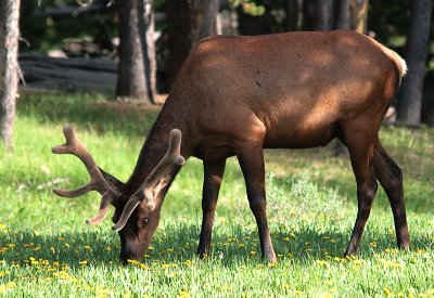 Grazing Elk at Yellowstone 1