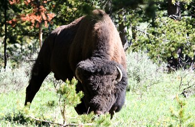 Yellowstone Bison 3