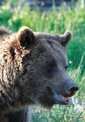 Yellowstone Grizzly 2