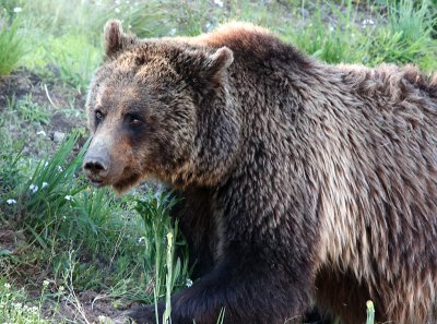 Grizzly Bear at Yellowstone