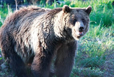 Grizzly Bear at Yellowstone 2