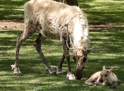 Reindeer