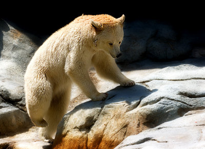 Young Black Bear