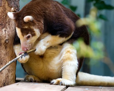 Tree Kangaroo