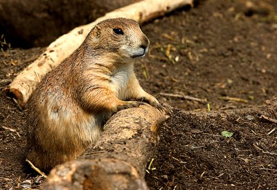 Prairie Dog