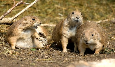 Three Amigos