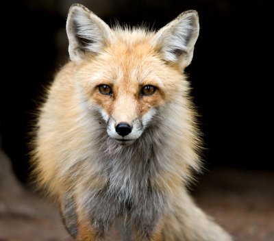 Yellowstone Foxes 1