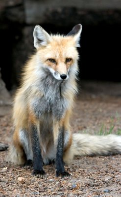 Yellowstone Foxes 3