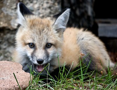 Yellowstone Foxes 8