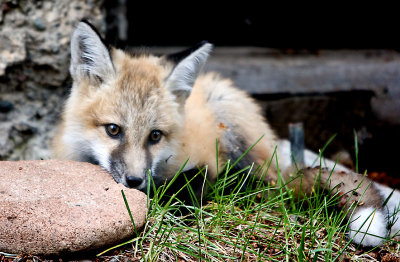 Yellowstone Foxes 7