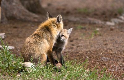Yellowstone Foxes 10