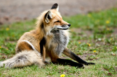 Yellowstone Foxes 13