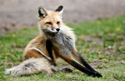 Yellowstone Foxes 14