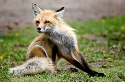 Yellowstone Foxes 15