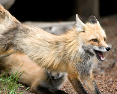 Yellowstone Foxes 15