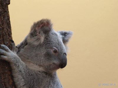 Koala No.1