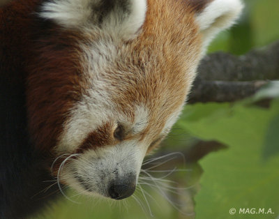 Red Panda No.1