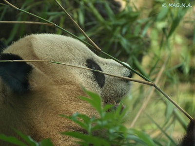 Panda No.1