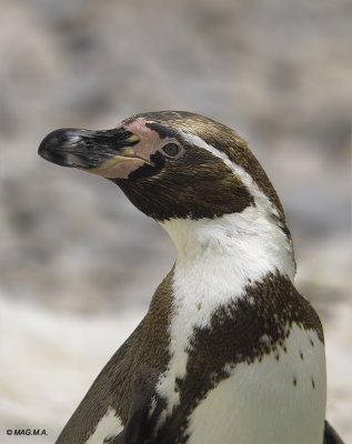 Penguin No.5