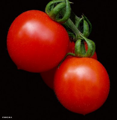 Tomatoes No.1