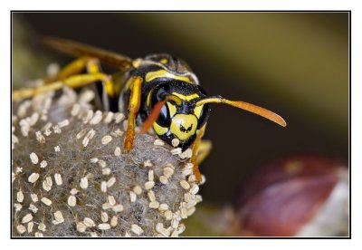 Wasp No.1