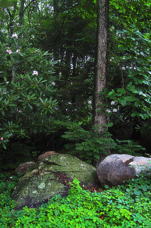 Connecticut woods