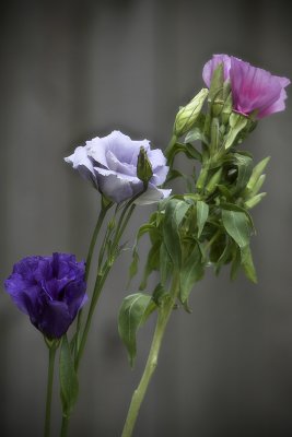 summer bouquet