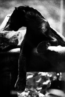 panther