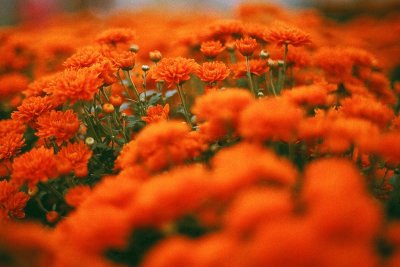 flower market