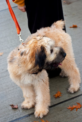 a cute canine walker