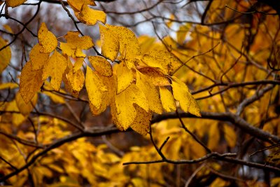 fall colors