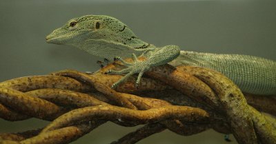 tree monitor