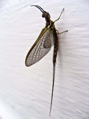 a mayfly