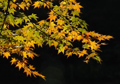20091029_0257.jpg