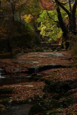 20091029_0547.JPG