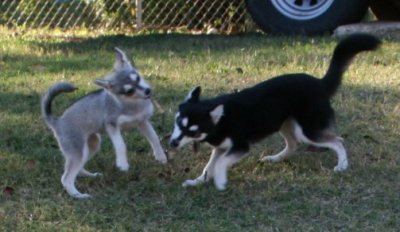 Stormy & Cierra 111508 023.JPG