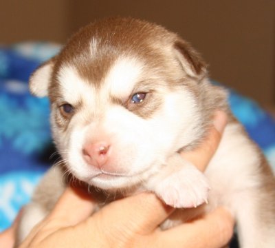 Mia Hondo Pups 121708 049.JPG