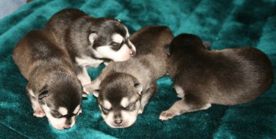 Antulke Pups Pic10 102609.JPG
