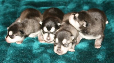 Antulke Pups Pic2 102609.JPG