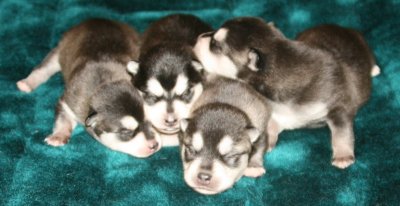 Antulke Pups Pic3 102609.JPG